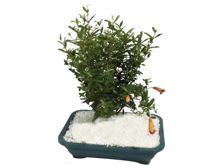 Bonsai Romã – Faro e Flora