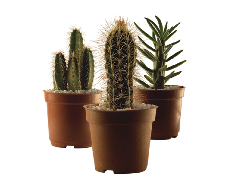 Cactus Mini – Faro e Flora