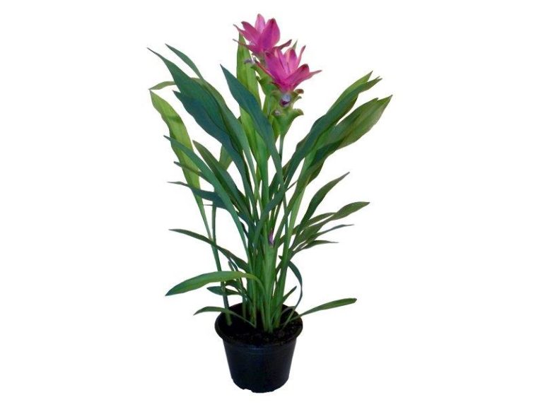 Curcuma Siam Sparkling Roxa – Faro e Flora