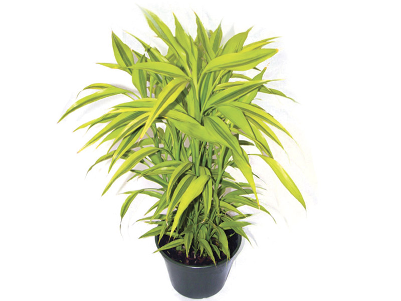 Dracena Pleomele - Faro e Flora