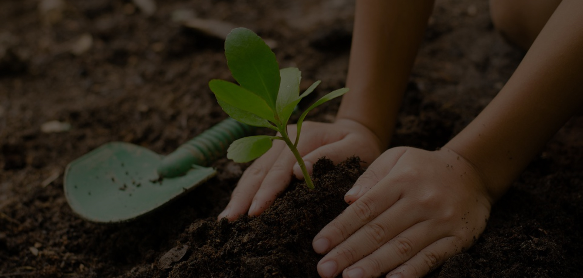 Dicas importantes para que sua planta floresça