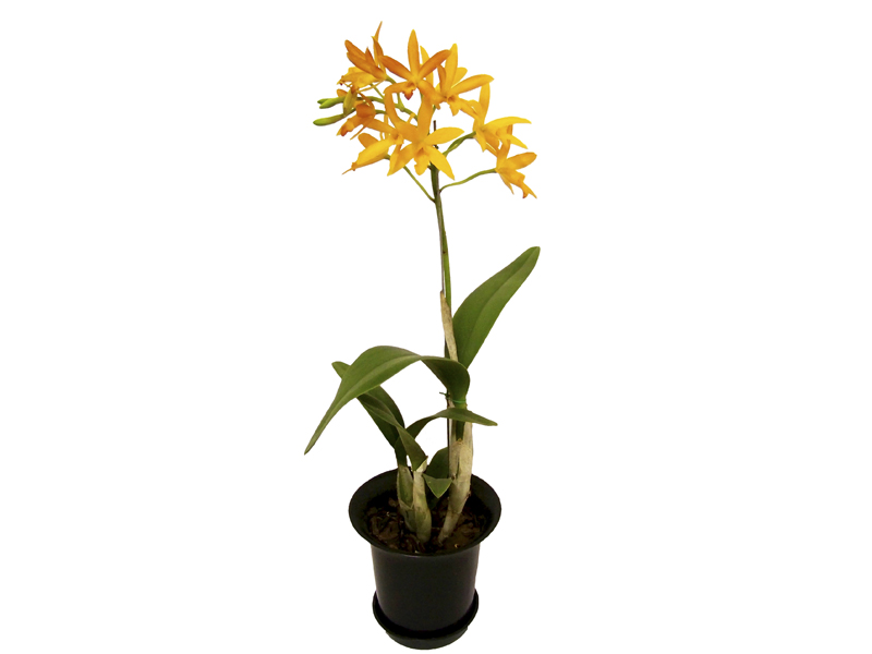 Orquidea Denphalaen Mini – Faro e Flora