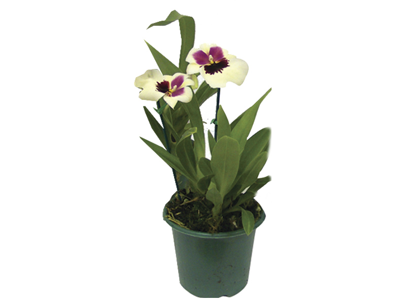 Orquídea Miltônia, Orquídea Amor-Perfeito – Faro e Flora
