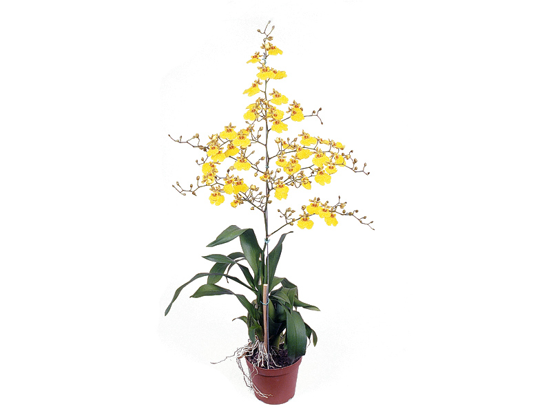 Orquidea Oncidium Aloha – Faro e Flora