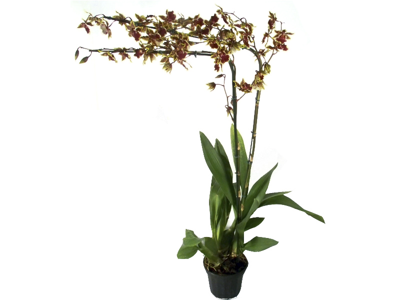 Orquidea Oncidium Colmanara – Faro e Flora